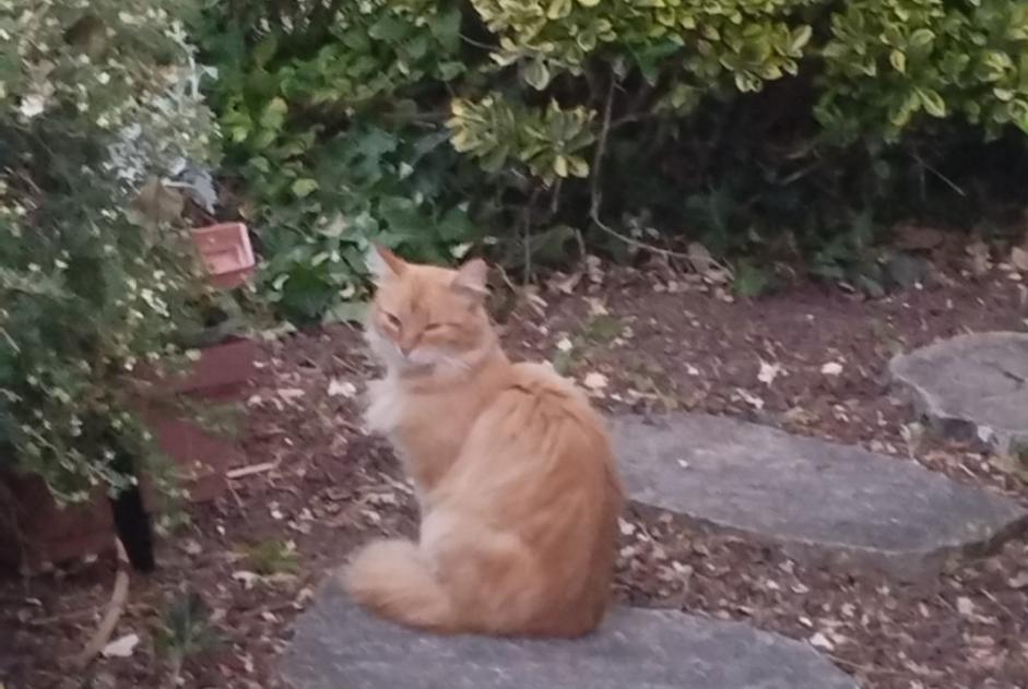 Fundmeldung Katze rassenmischung Unbekannt Cormery Frankreich