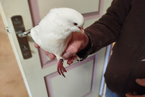Discovery alert Bird Unknown Notre-Dame-d'Oé France Discovery alert Bird Unknown Notre-Dame-d'Oé France