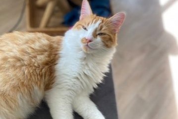 Disappearance alert Cat Male , 2 years Tours France