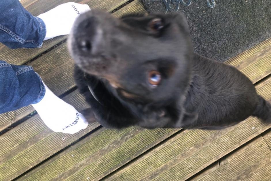 Discovery alert Dog Unknown Neuville-sur-Brenne France