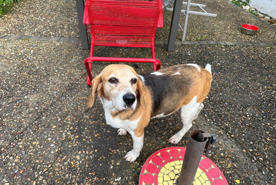 Discovery alert Dog  Female Civray-de-Touraine France