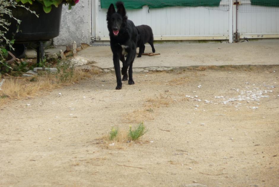 Disappearance alert Dog  Female , 9 years Château-la-Vallière France