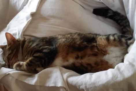 Alerta de Desaparición Gato Hembra , 8 años Esvres Francia