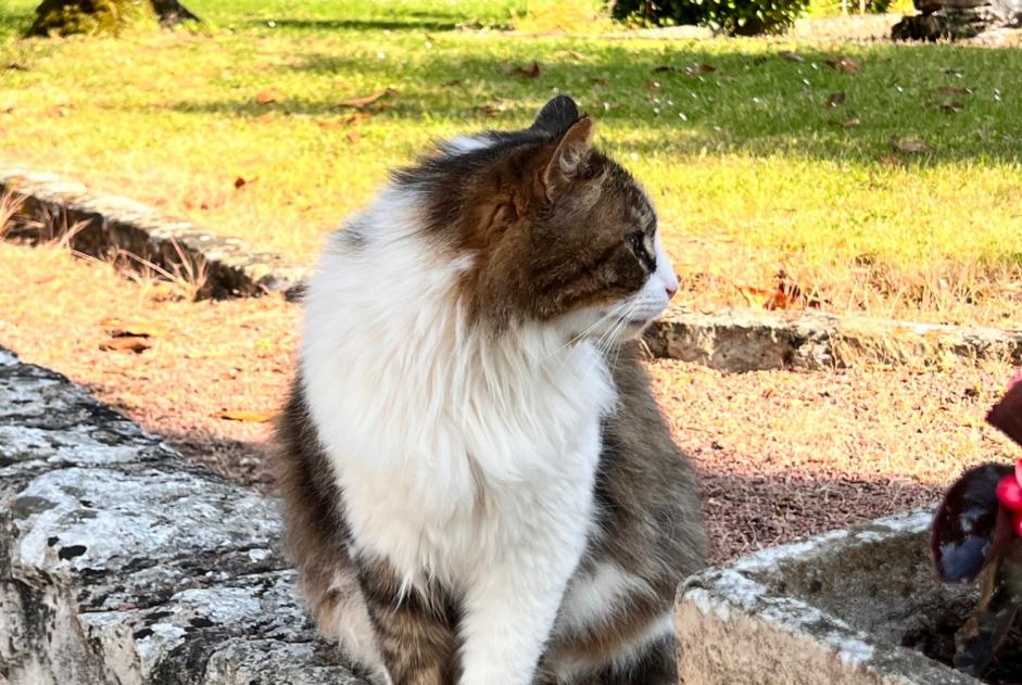 Alerta de Desaparición Gato Macho , 6 años Azay-sur-Cher Francia