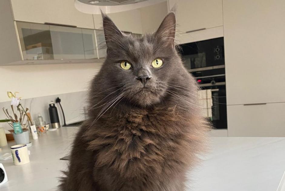 Alerta de Desaparición Gato Macho , 6 años Tours Francia Alerta de Desaparición Gato Macho , 6 años Tours Francia