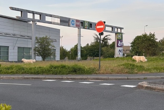 Alerta de Hallazgo Perro Macho Saint-Cyr-sur-Loire Francia