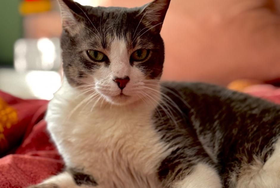 Alerte Disparition Chat Mâle , 7 ans Nîmes France