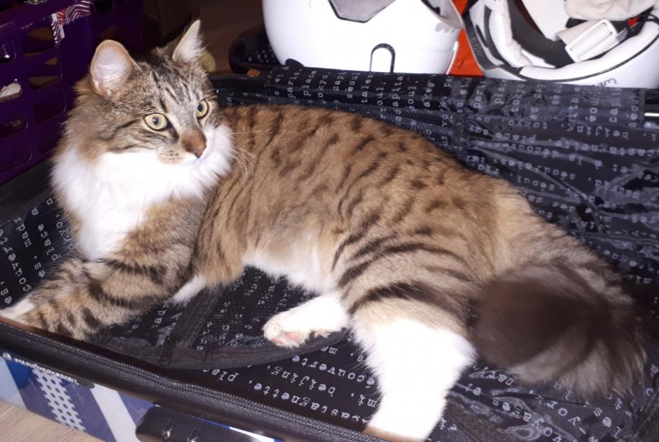 Alerte Disparition Chat  Mâle , 4 ans Montbazon France