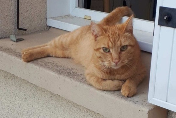 Alerte Disparition Chat Mâle , 3 ans Athée-sur-Cher France