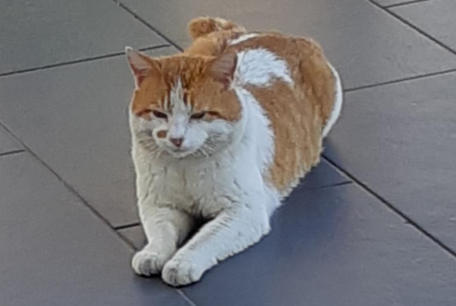 Alerte Découverte Chat croisement Mâle Villedômer France