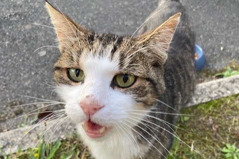 Alerte Découverte Chat Mâle Ballan-Miré France
