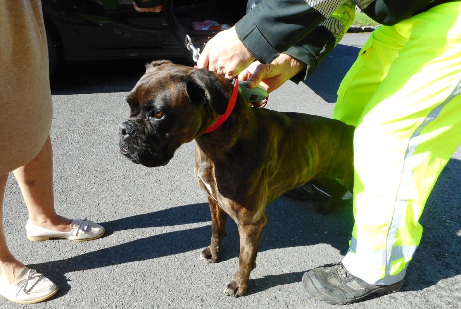 Alerte Découverte Chien  Femelle Chaveignes France