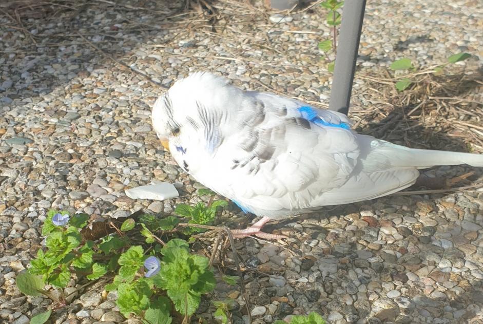 Alerte Découverte Oiseau Inconnu Amboise France