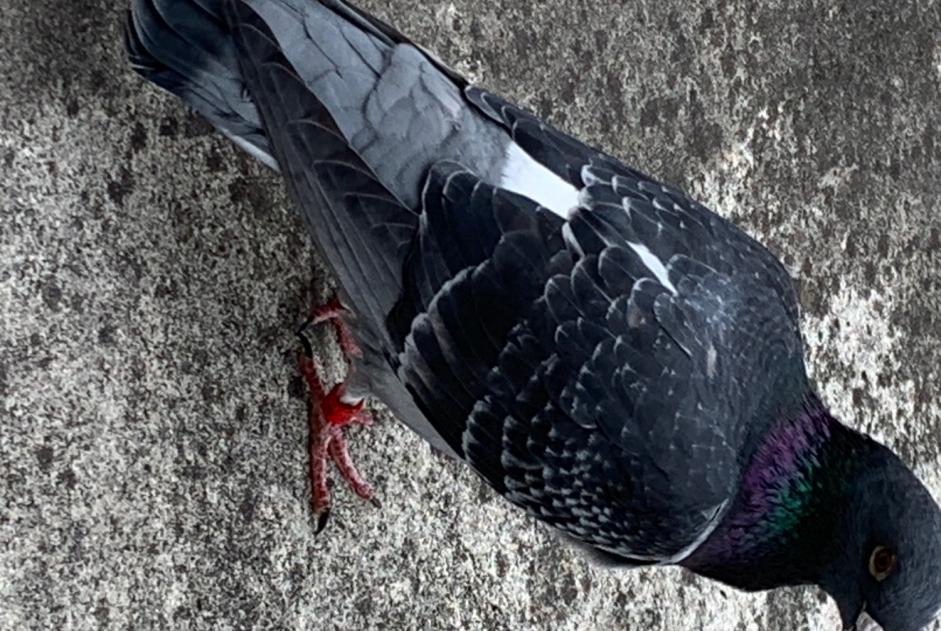 Alerte Découverte Oiseau Inconnu Ambillou France