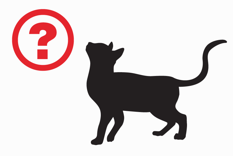 Alerte Découverte Chat Inconnu Dame-Marie-les-Bois France Alerte Découverte Chat Inconnu Dame-Marie-les-Bois France