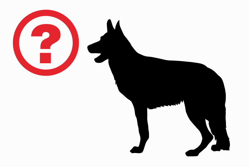Alerte Découverte Chien  Inconnu Restigné France