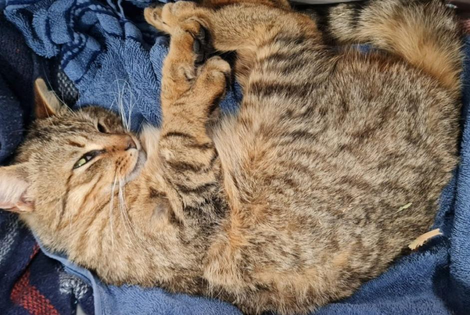 Avviso Ritrovamento Gatto Maschio Charentilly Francia