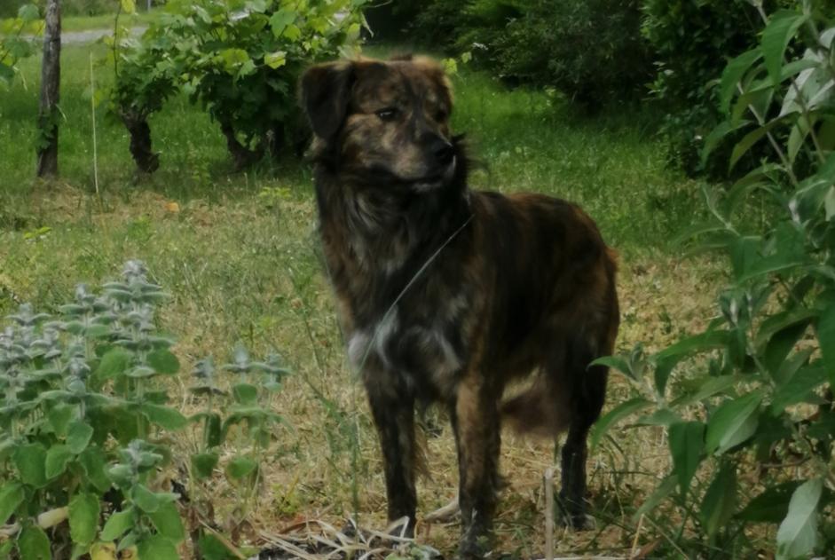 Ontdekkingsalarm Hond  Onbekend Noizay Frankrijk