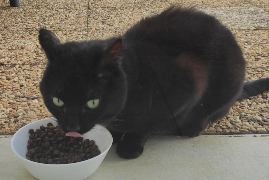 Ontdekkingsalarm Kat  Mannetje Villedômer Frankrijk