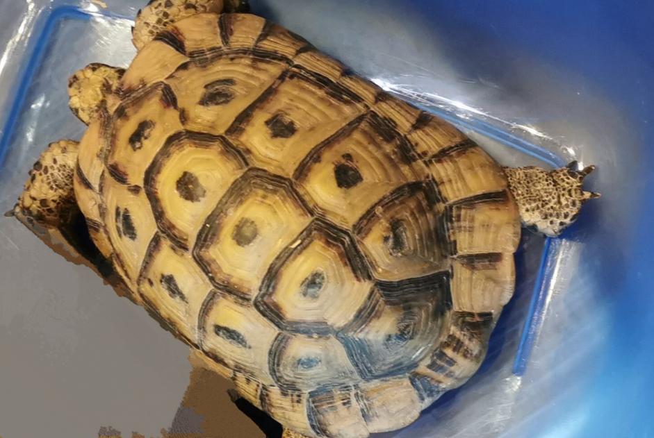 Verdwijningsalarm Schildpad Mannetje , 2025 jaar Amboise Frankrijk Verdwijningsalarm Schildpad Mannetje , 2025 jaar Amboise Frankrijk