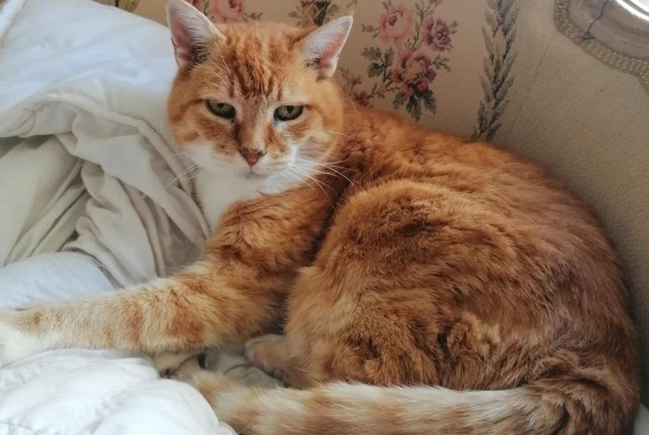 Alerta desaparecimento Gato cruzamento Fêmea , 20 anos Fondettes France