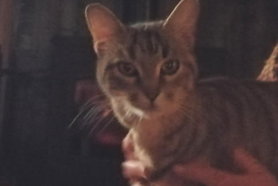 Alerta descoberta Gato Fêmea Langeais France